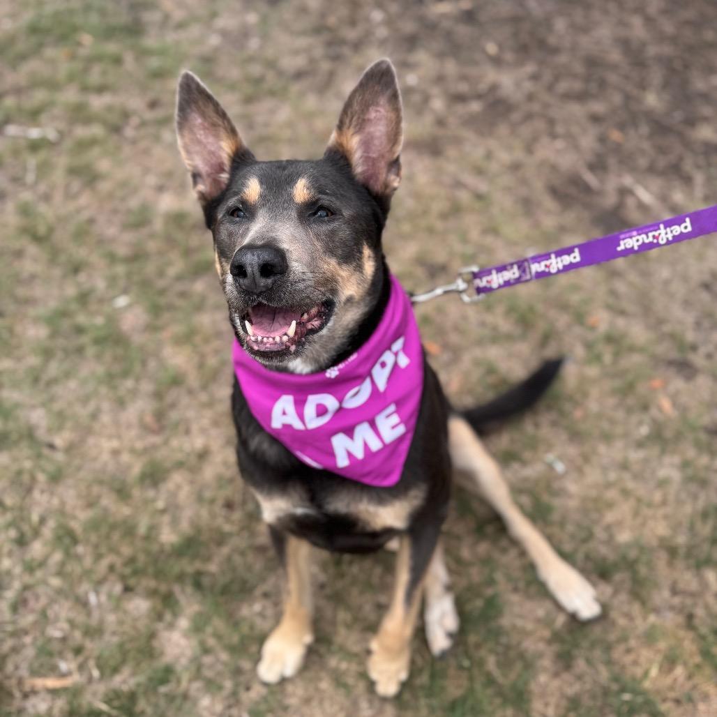Enlarge Lola, a Adoptable mixed breed in San Antonio, TX image 3/6