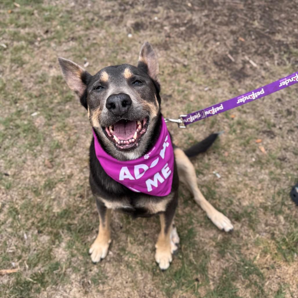 Enlarge Lola, a Adoptable mixed breed in San Antonio, TX image 3/6