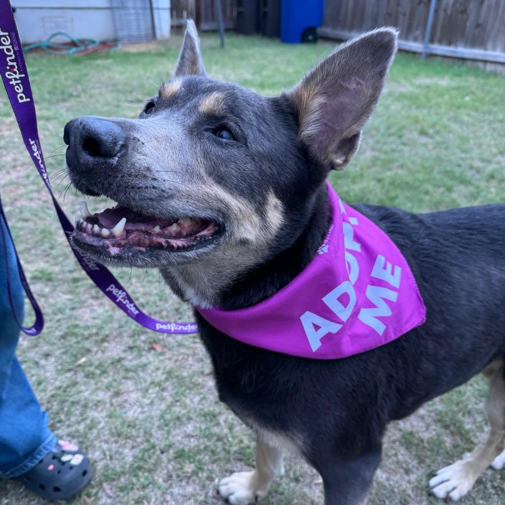 Enlarge Lola, a Adoptable mixed breed in San Antonio, TX image 4/6