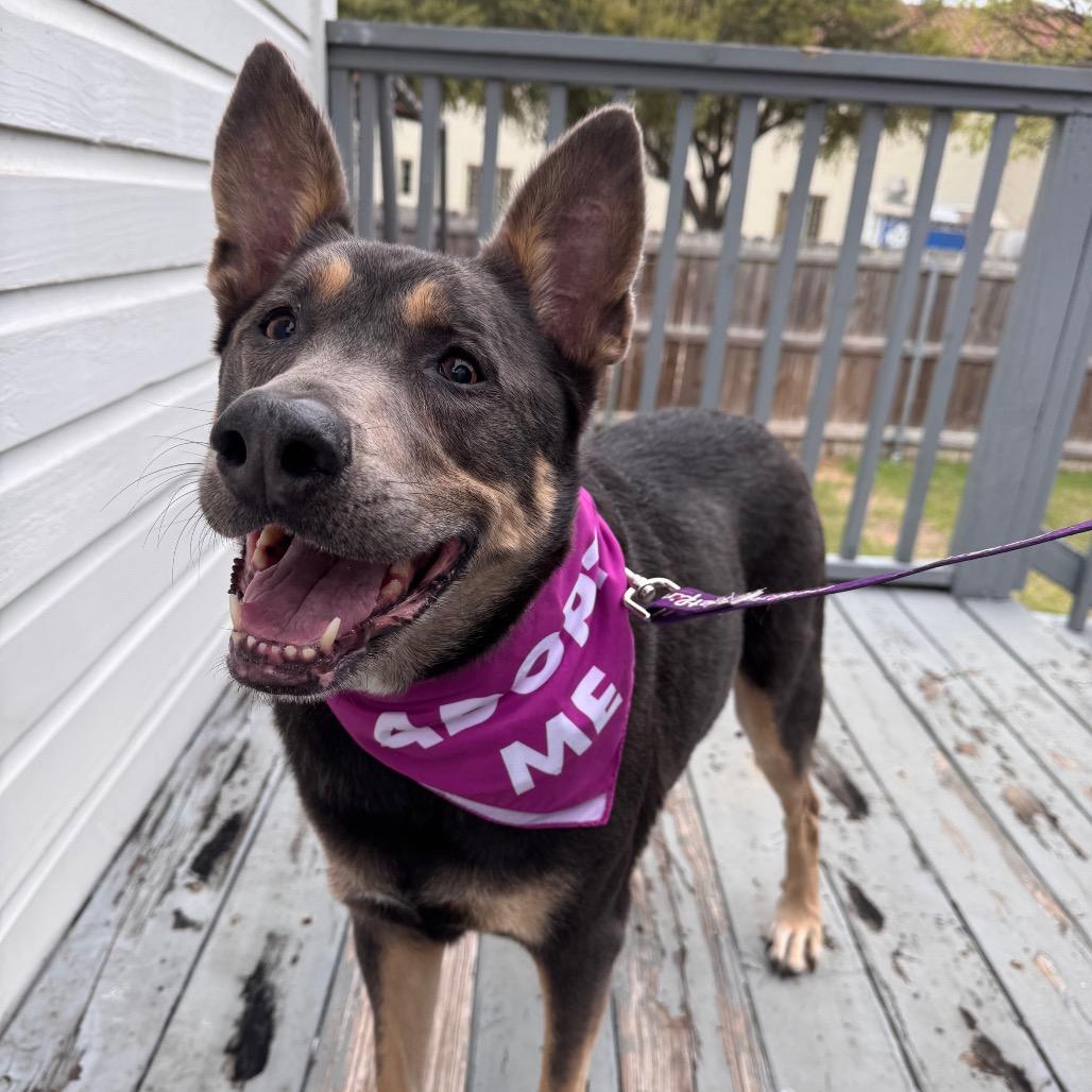 Enlarge Lola, a Adoptable mixed breed in San Antonio, TX image 5/6