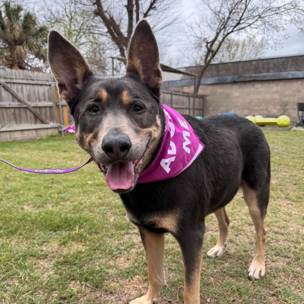 Enlarge Lola, a Adoptable mixed breed in San Antonio, TX image 6/6