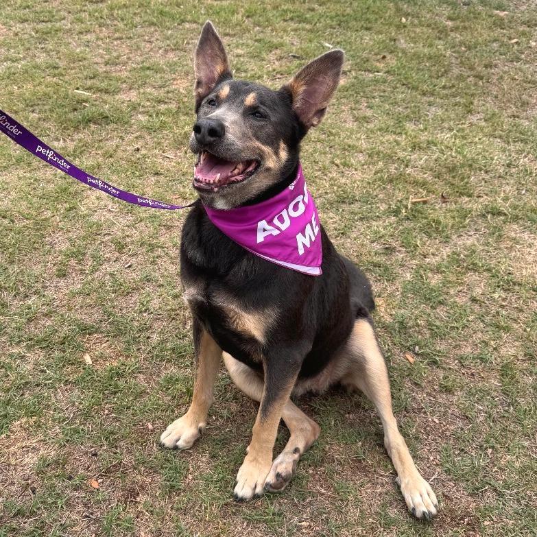 Lola, a Adoptable mixed breed in San Antonio, TX image 6/6