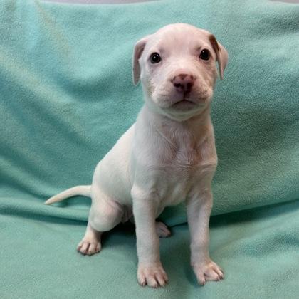 Enlarge Tanya, a Adoptable mixed breed in Janesville, WI image 1/3