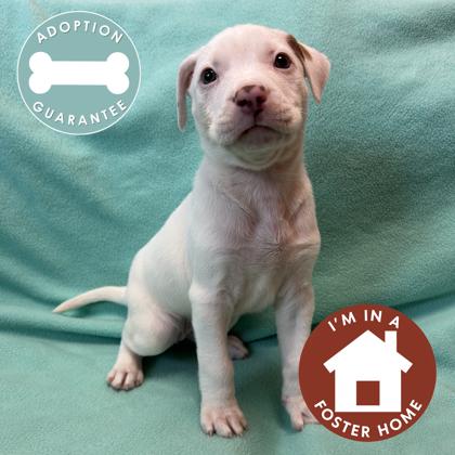 Enlarge Tanya, a Adoptable mixed breed in Janesville, WI image 2/3
