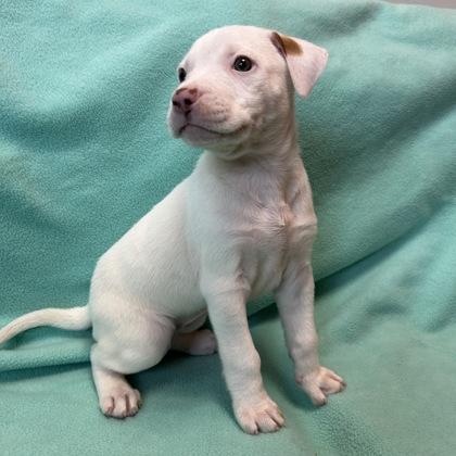 Enlarge Tanya, a Adoptable mixed breed in Janesville, WI image 3/3
