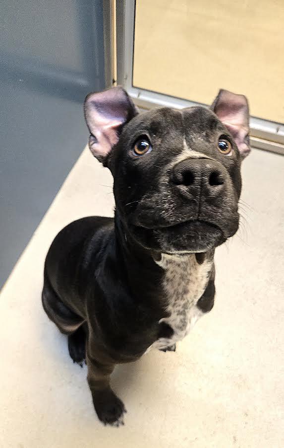 Enlarge Kane, a ADOPTABLE Mixed Breed in Bellingham, WA image 3/3