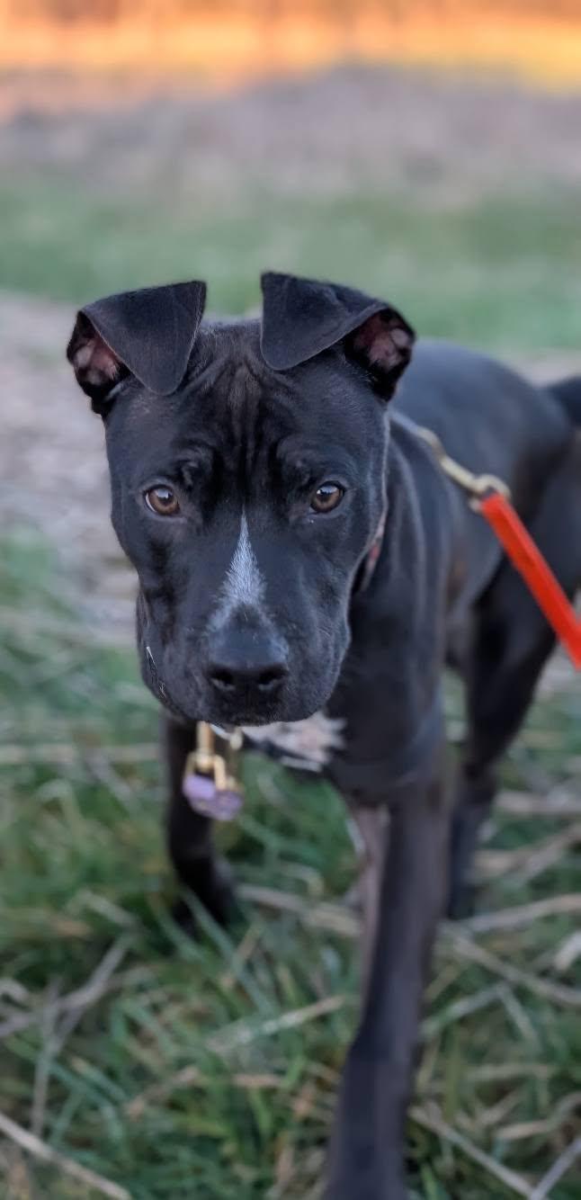 Enlarge Kane, an adopted Mixed Breed in Bellingham, WA image 3/6