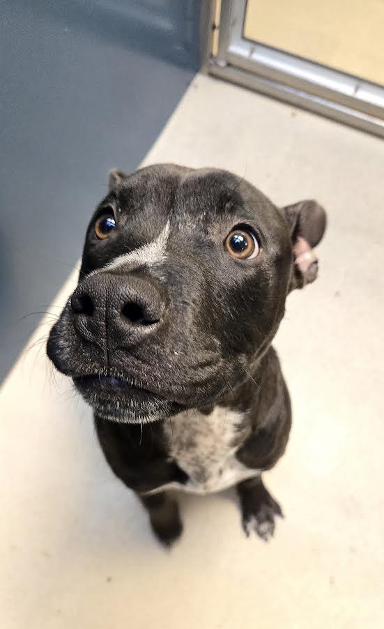 Enlarge Kane, a ADOPTABLE Mixed Breed in Bellingham, WA image 1/3