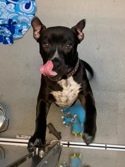 Enlarge Kane, a ADOPTABLE Mixed Breed in Bellingham, WA image 2/3