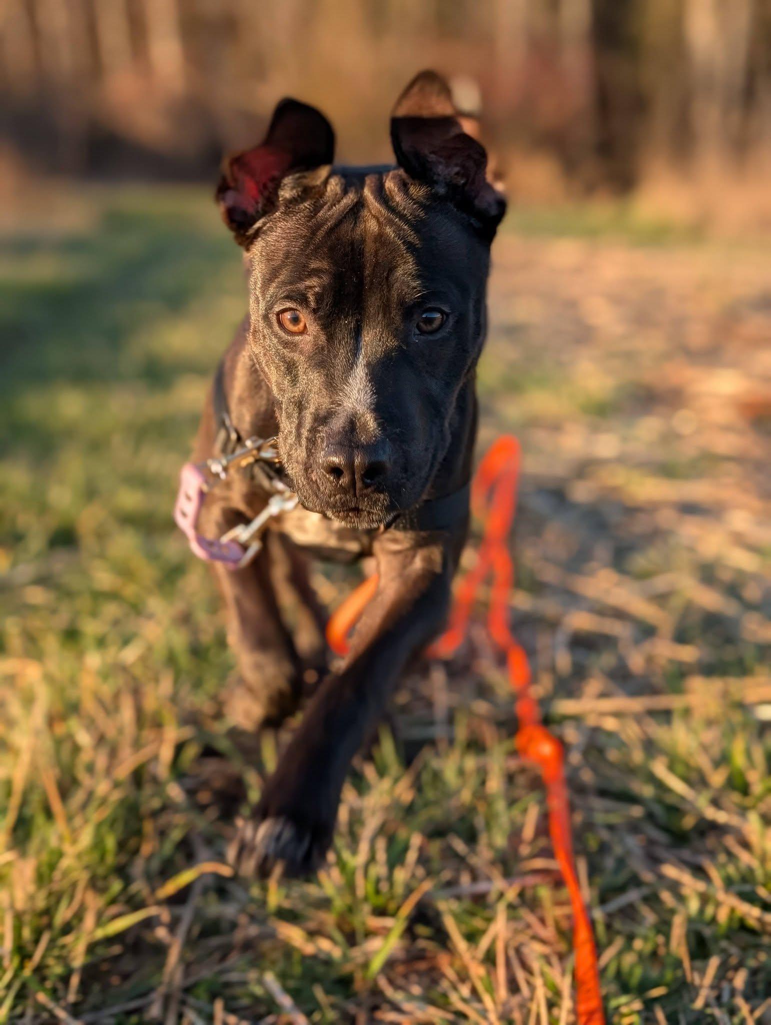 Enlarge Kane, an adopted Mixed Breed in Bellingham, WA image 2/6
