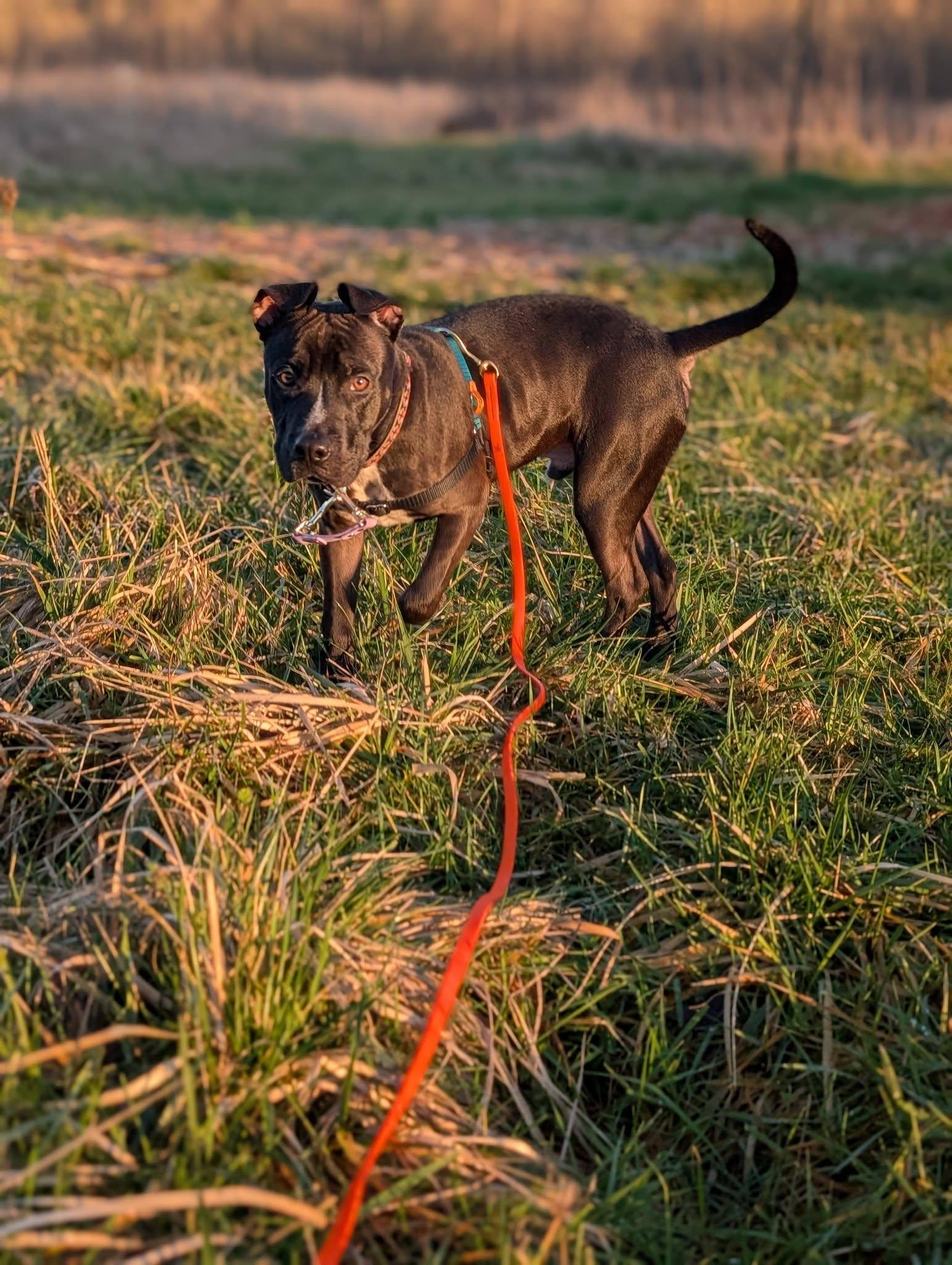 Enlarge Kane, an adopted Mixed Breed in Bellingham, WA image 4/6