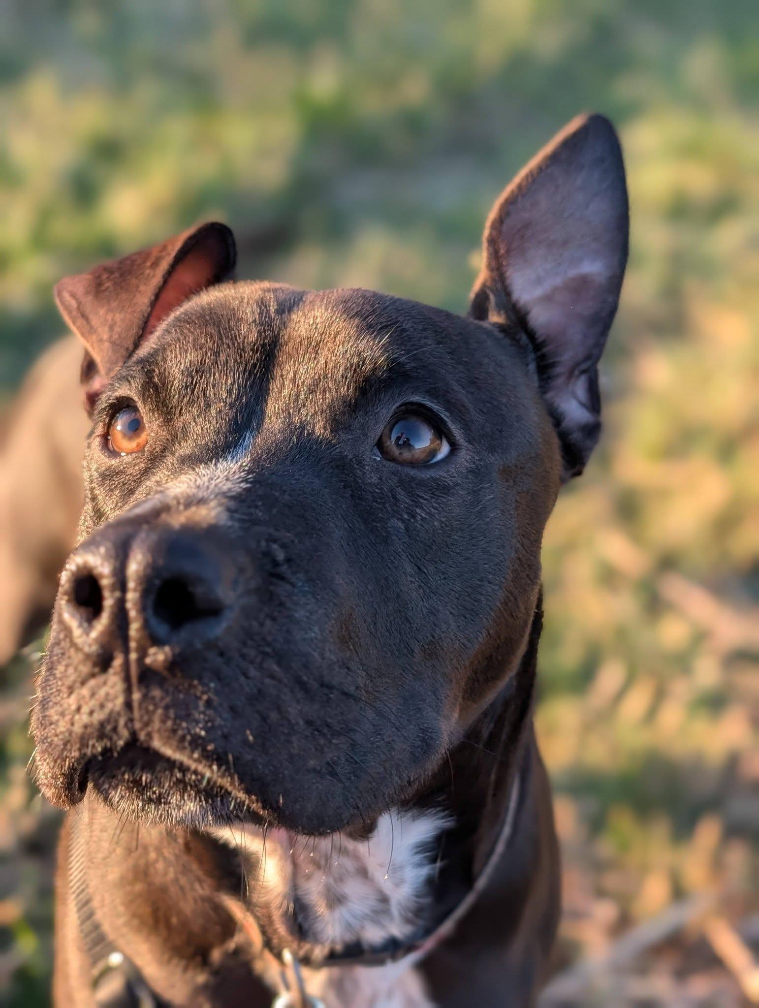 Enlarge Kane, an adopted Mixed Breed in Bellingham, WA image 1/6