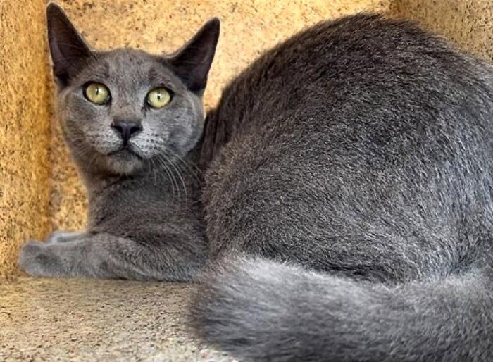 Enlarge FRANK, a Adoptable Domestic Short Hair in Pasadena, CA image 1/1