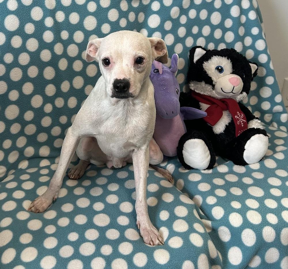 Aikman, Adoptable, Young Male Chihuahua & Boxer.