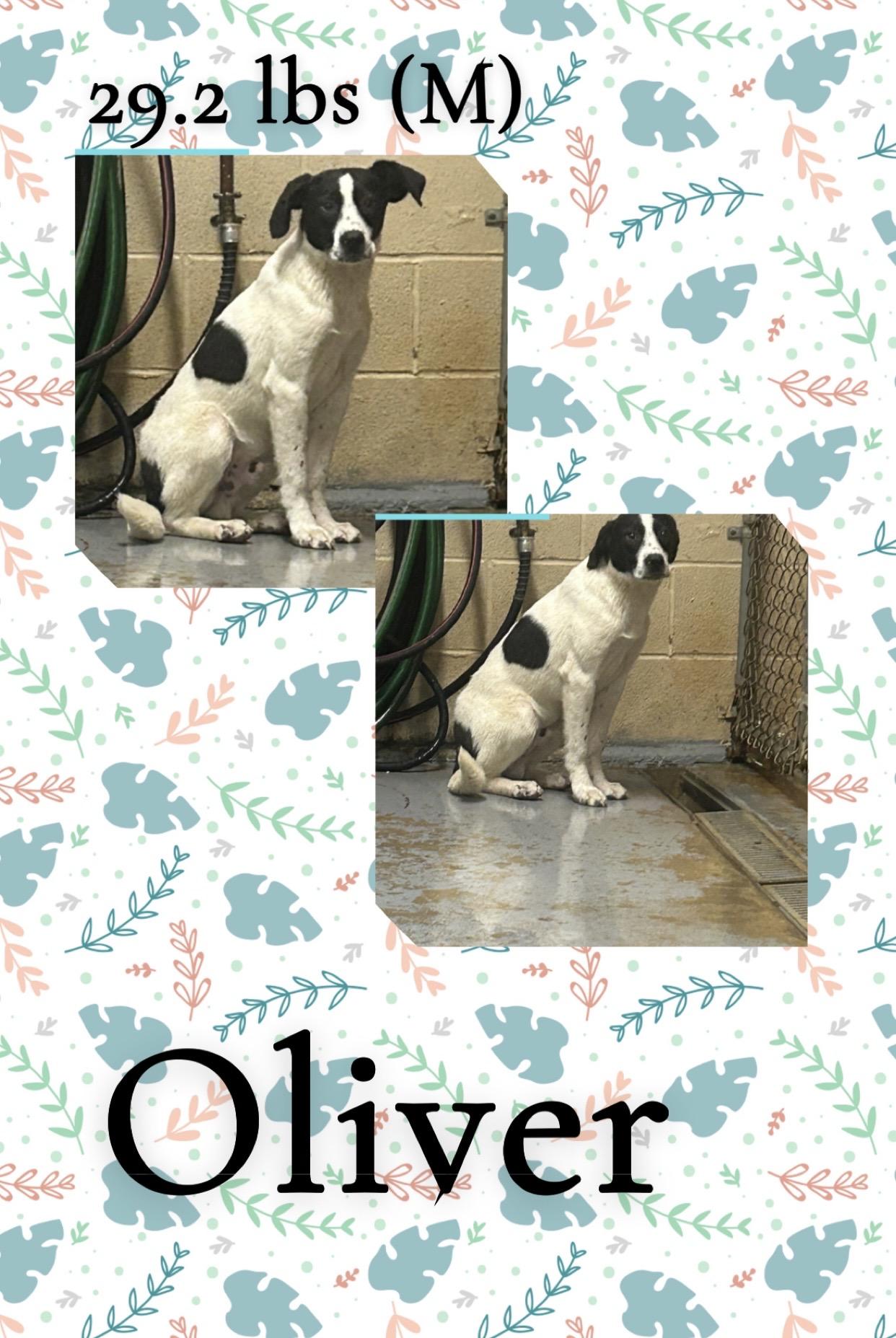 Enlarge Oliver, a ADOPTABLE mixed breed in McArthur, OH image 1/1
