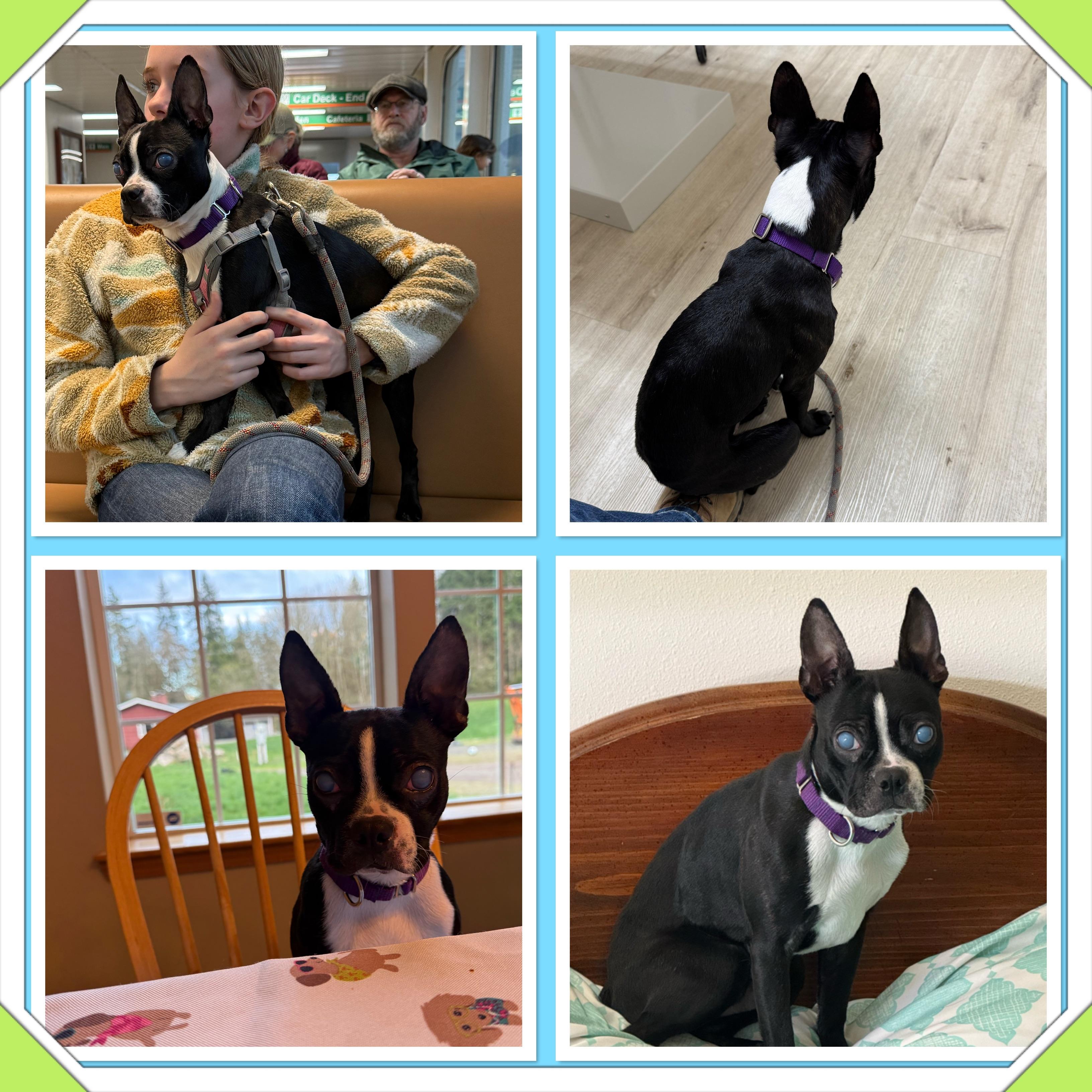 Enlarge Sam, a Adopted Boston Terrier in Pasco, WA image 1/2