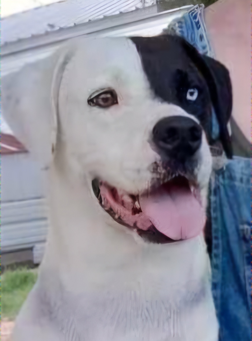 Enlarge Prince, a Adoptable mixed breed in Mexia, TX image 1/1