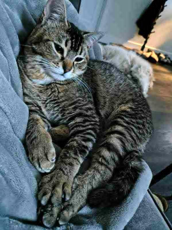 Enlarge Kupara, a ADOPTABLE Domestic Short Hair in Wasilla, AK image 1/1