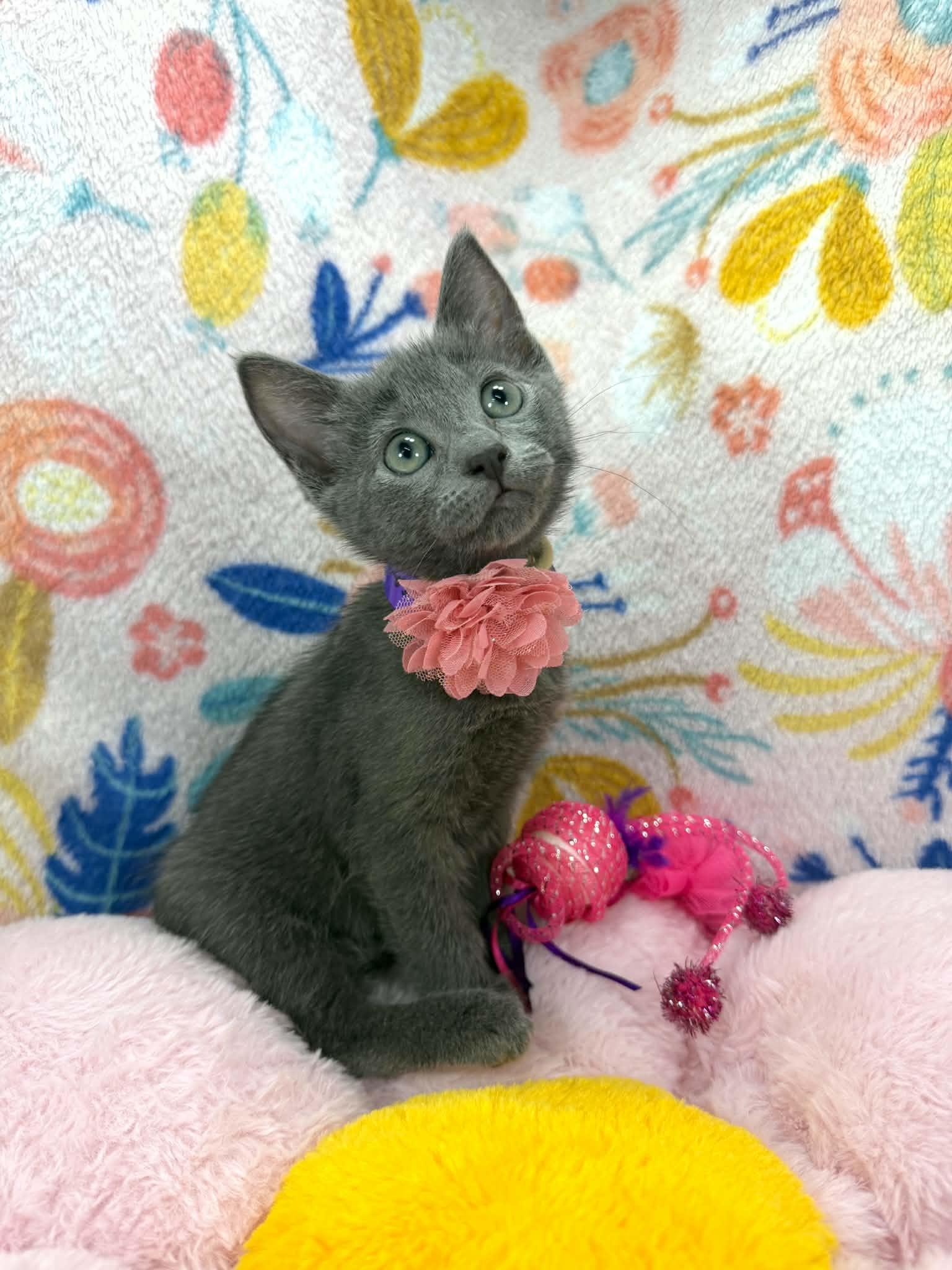 Francesca, adopted, Kitten Female Russian Blue & Domestic Short Hair.
