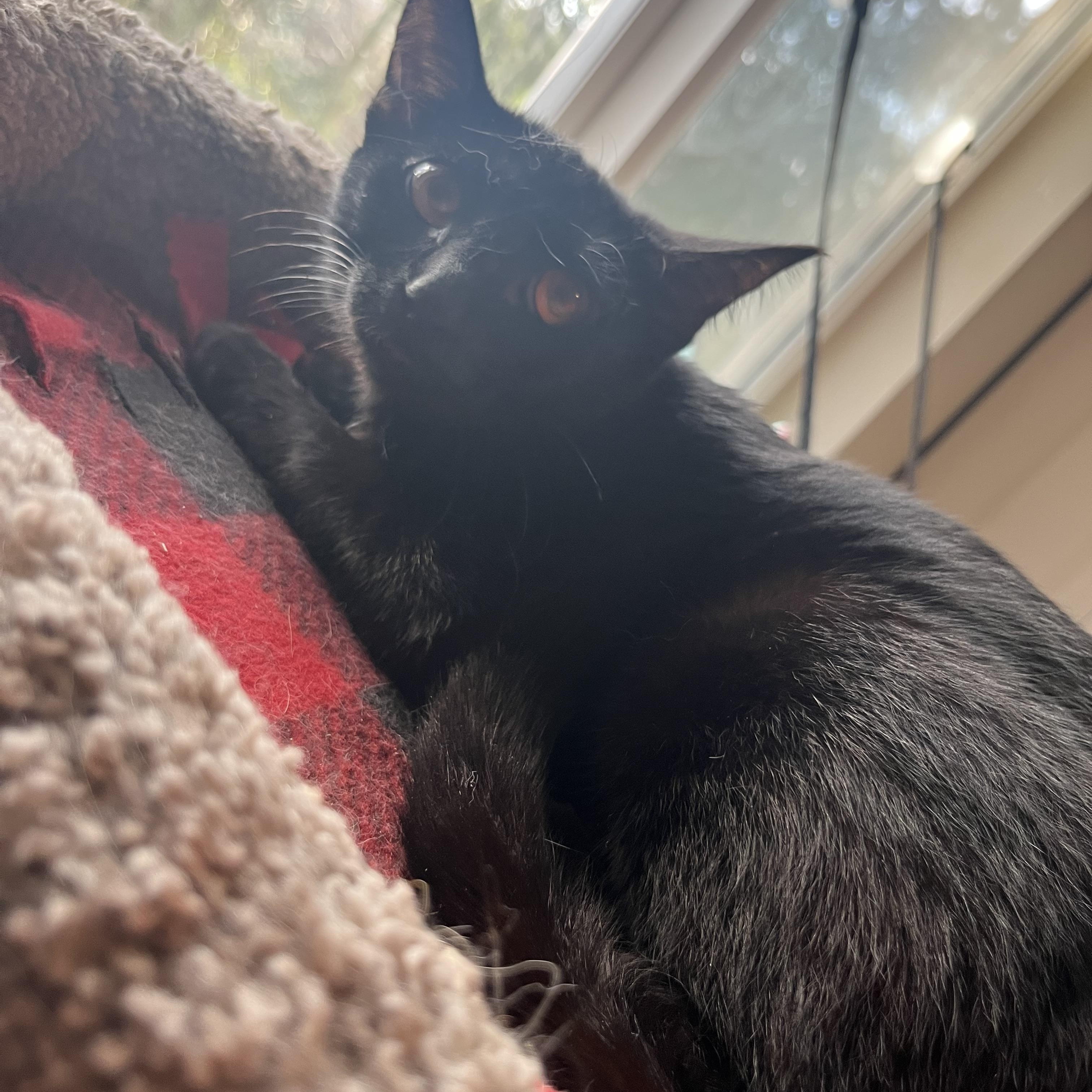 Honey, adopted, Young Female Domestic Short Hair.