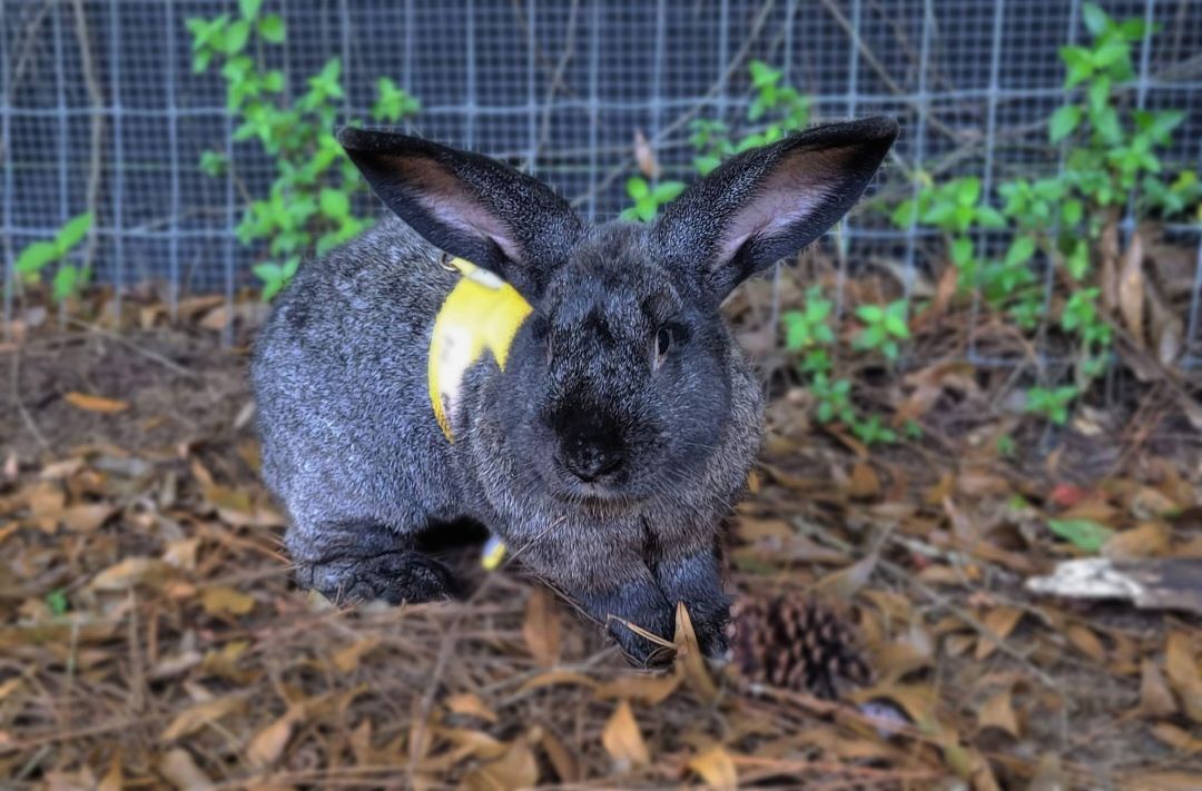 Enlarge Romeo & Blossom, a Adoptable Flemish Giant in Myakka City, FL image 1/4