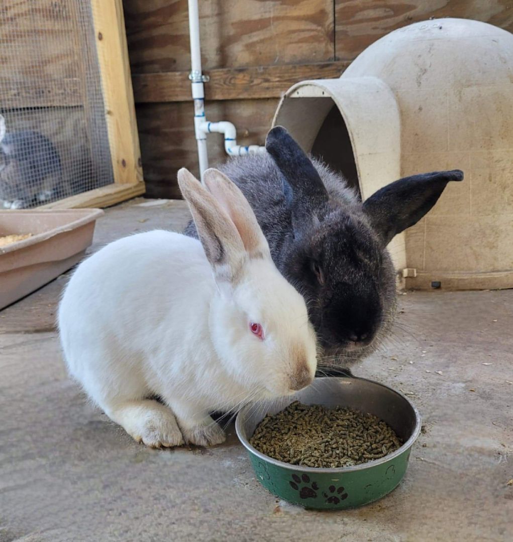 Enlarge Romeo & Blossom, a Adoptable Flemish Giant in Myakka City, FL image 2/4
