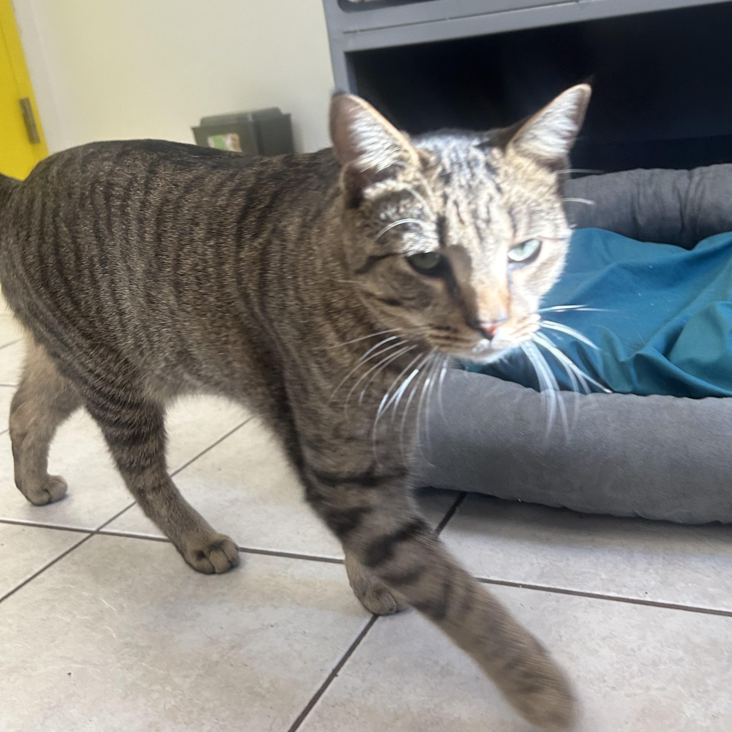 Enlarge Stanley, a ADOPTABLE Domestic Short Hair in AQUEBOGUE, NY image 2/2