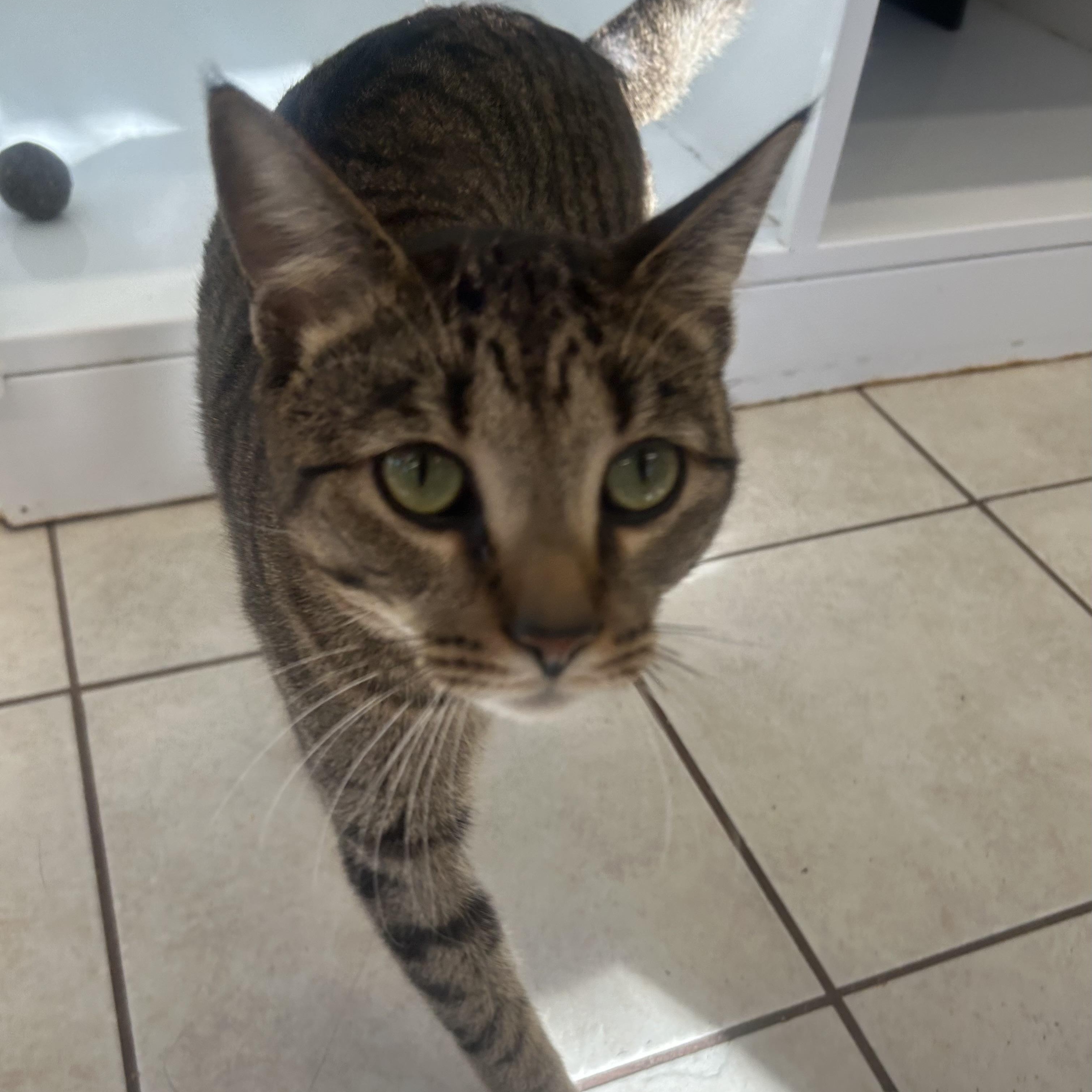 Stanley, ADOPTABLE, Adult Male Domestic Short Hair.