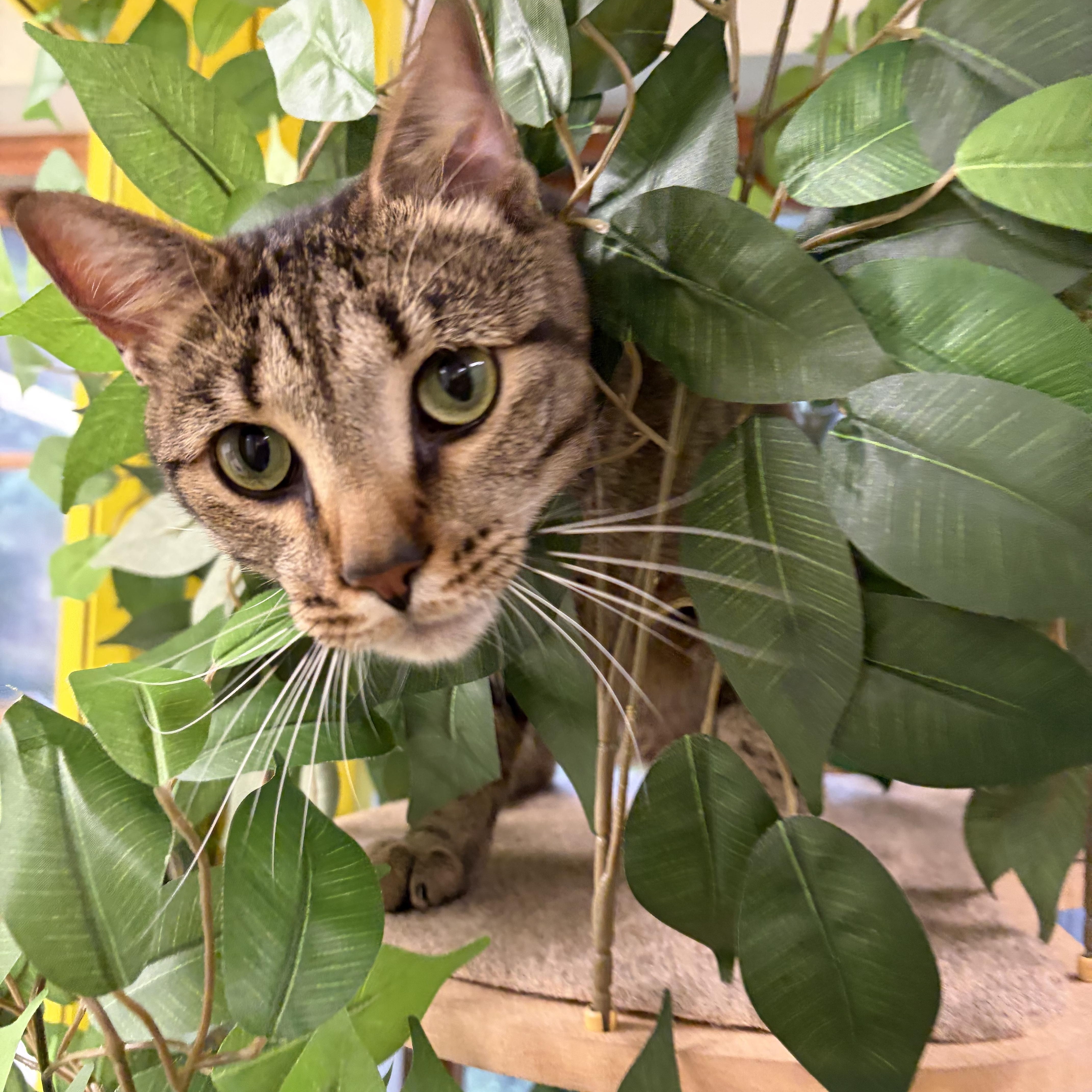 Enlarge Stanley, a ADOPTABLE Domestic Short Hair in AQUEBOGUE, NY image 1/4