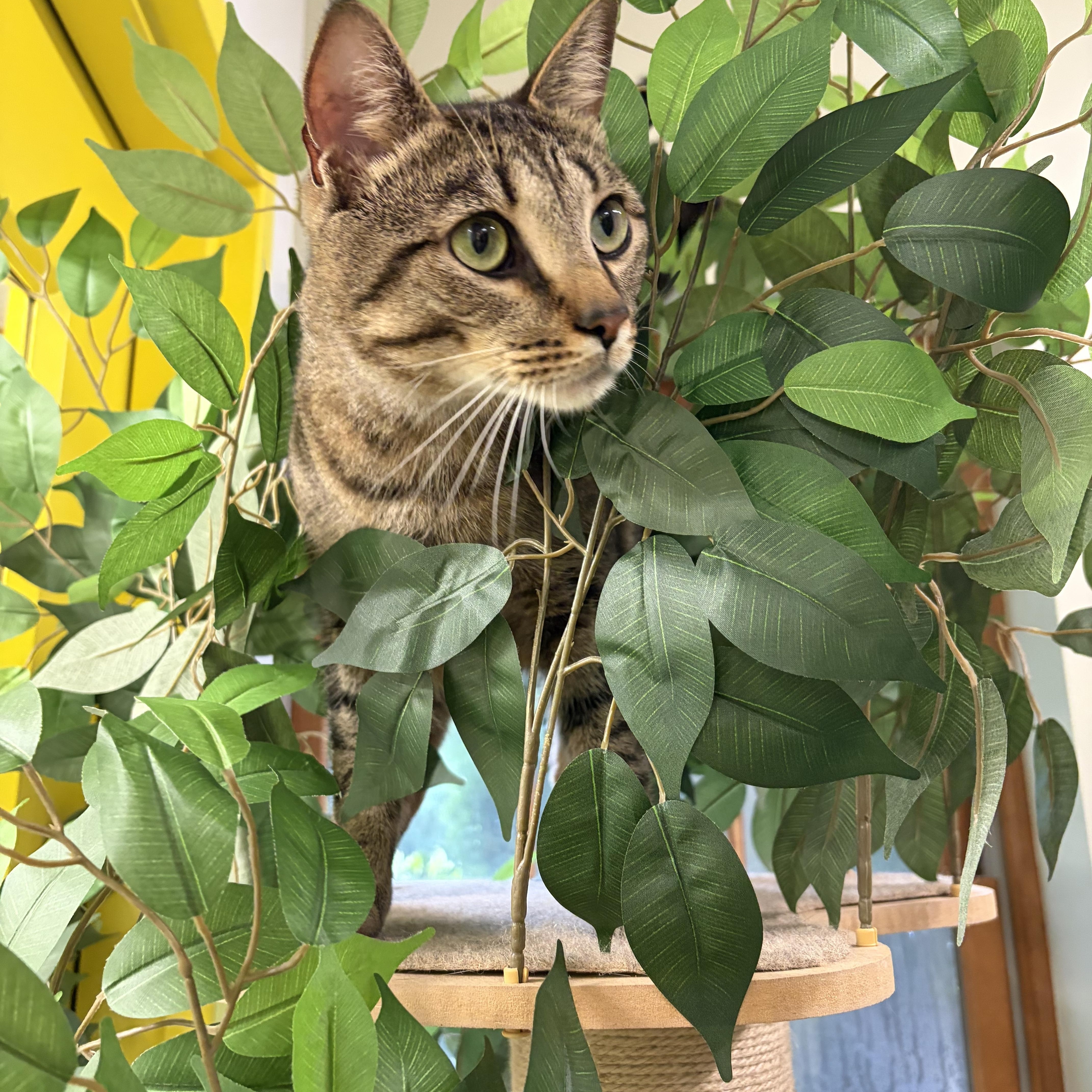 Enlarge Stanley, a ADOPTABLE Domestic Short Hair in AQUEBOGUE, NY image 2/4