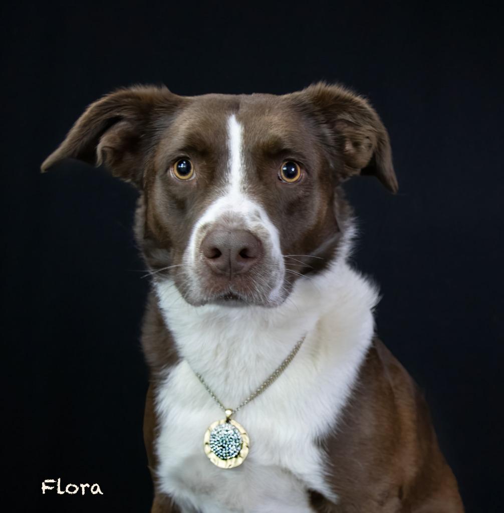 Enlarge Flora, a Adoptable mixed breed in Hot Springs Village, AR image 1/2