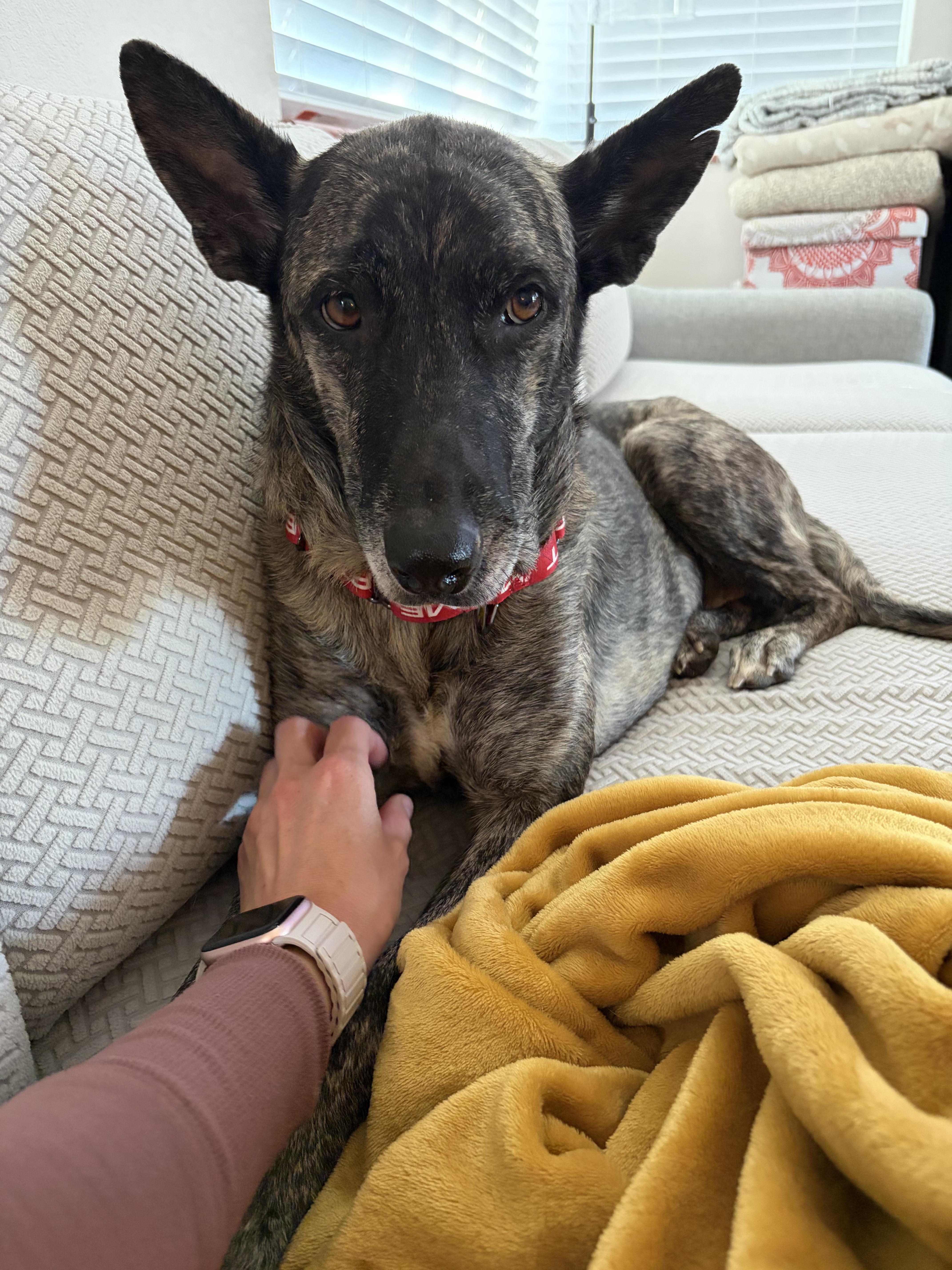 Brinn, an adopted Dutch Shepherd in Commerce City, CO image 4/6