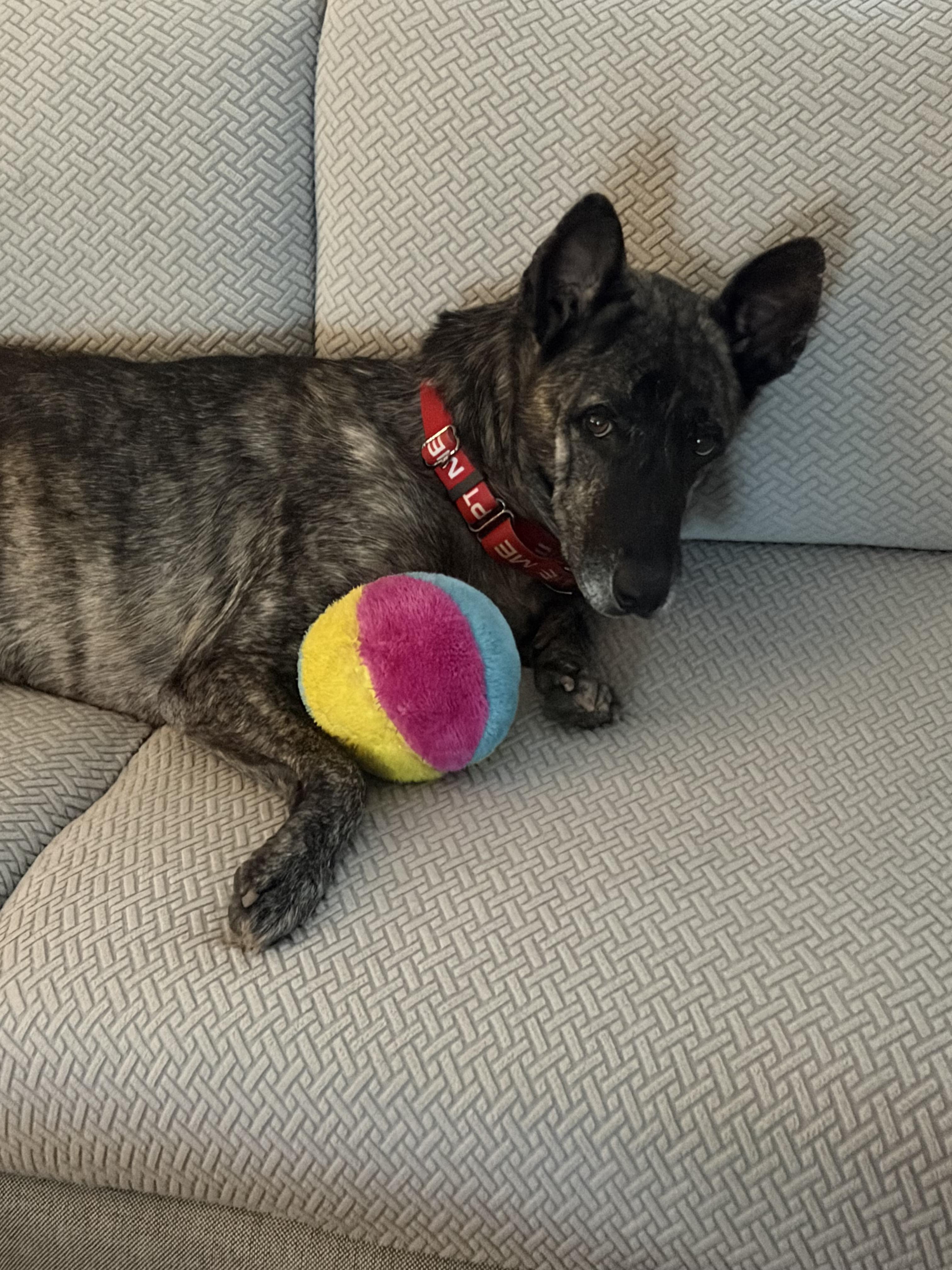 Brinn, an adopted Dutch Shepherd in Commerce City, CO image 6/6