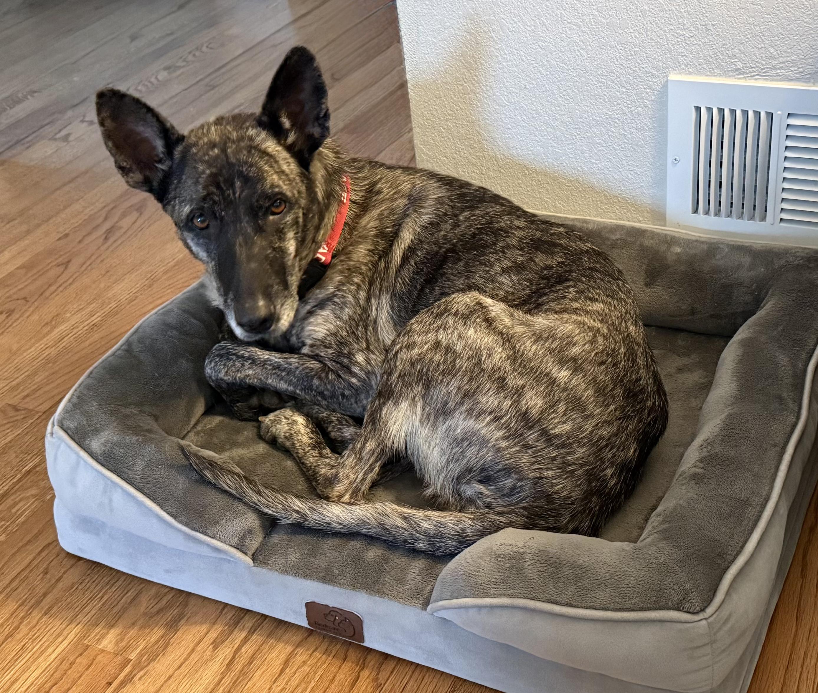 Brinn, an adopted Dutch Shepherd in Commerce City, CO image 3/6