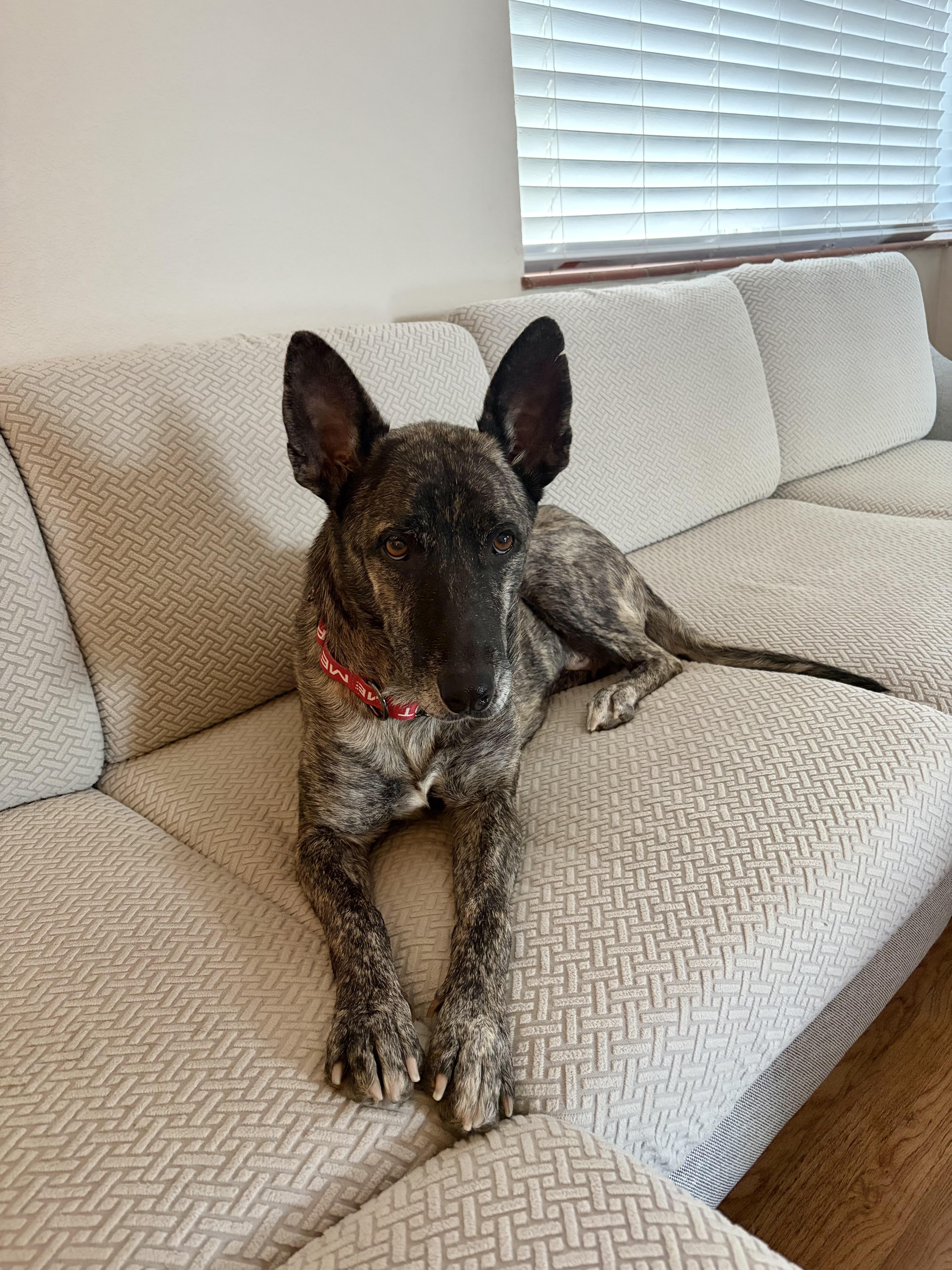 Brinn, adopted, Adult Female Dutch Shepherd.