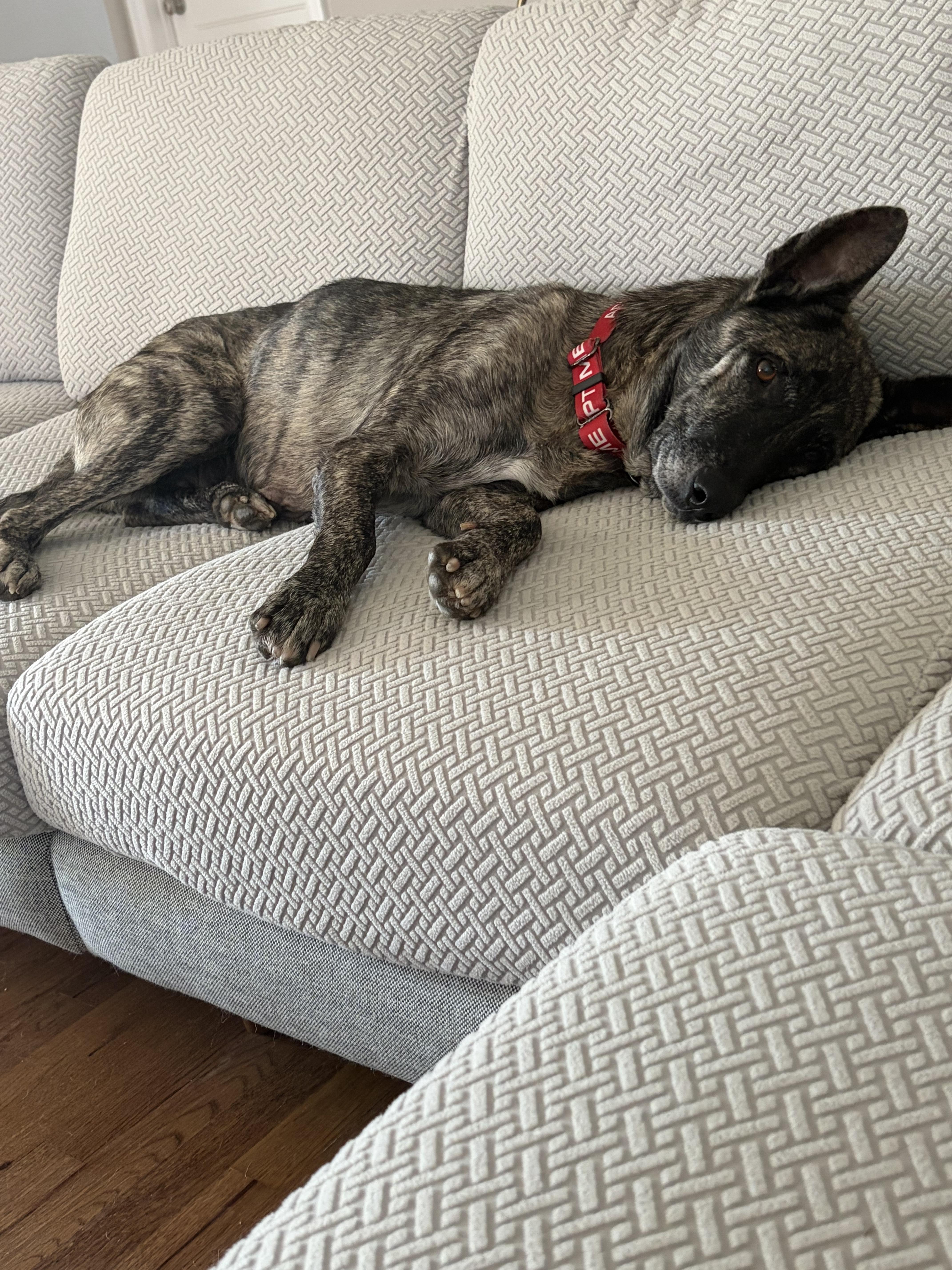 Brinn, an adopted Dutch Shepherd in Commerce City, CO image 2/6