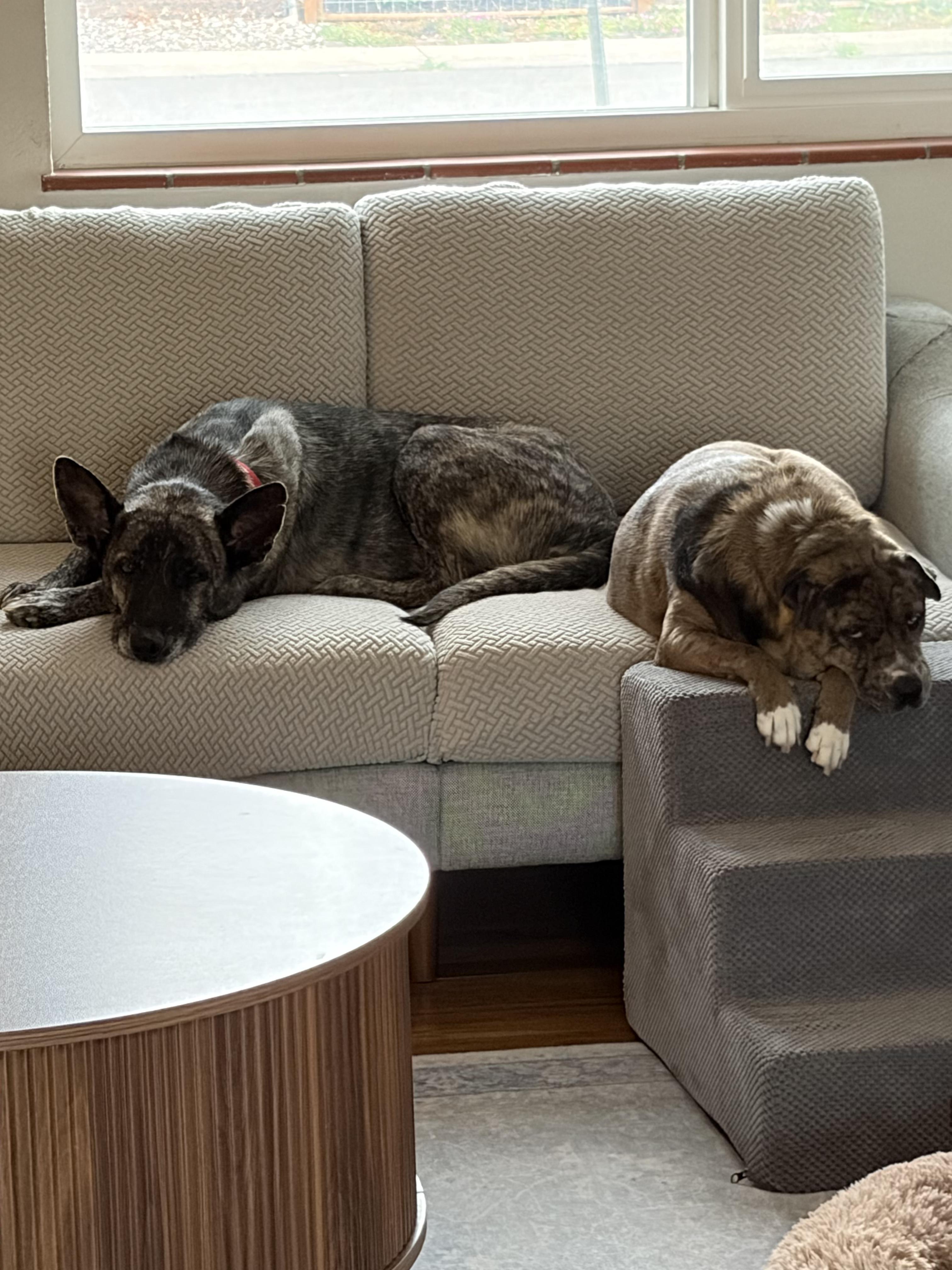 Brinn, an adopted Dutch Shepherd in Commerce City, CO image 5/6