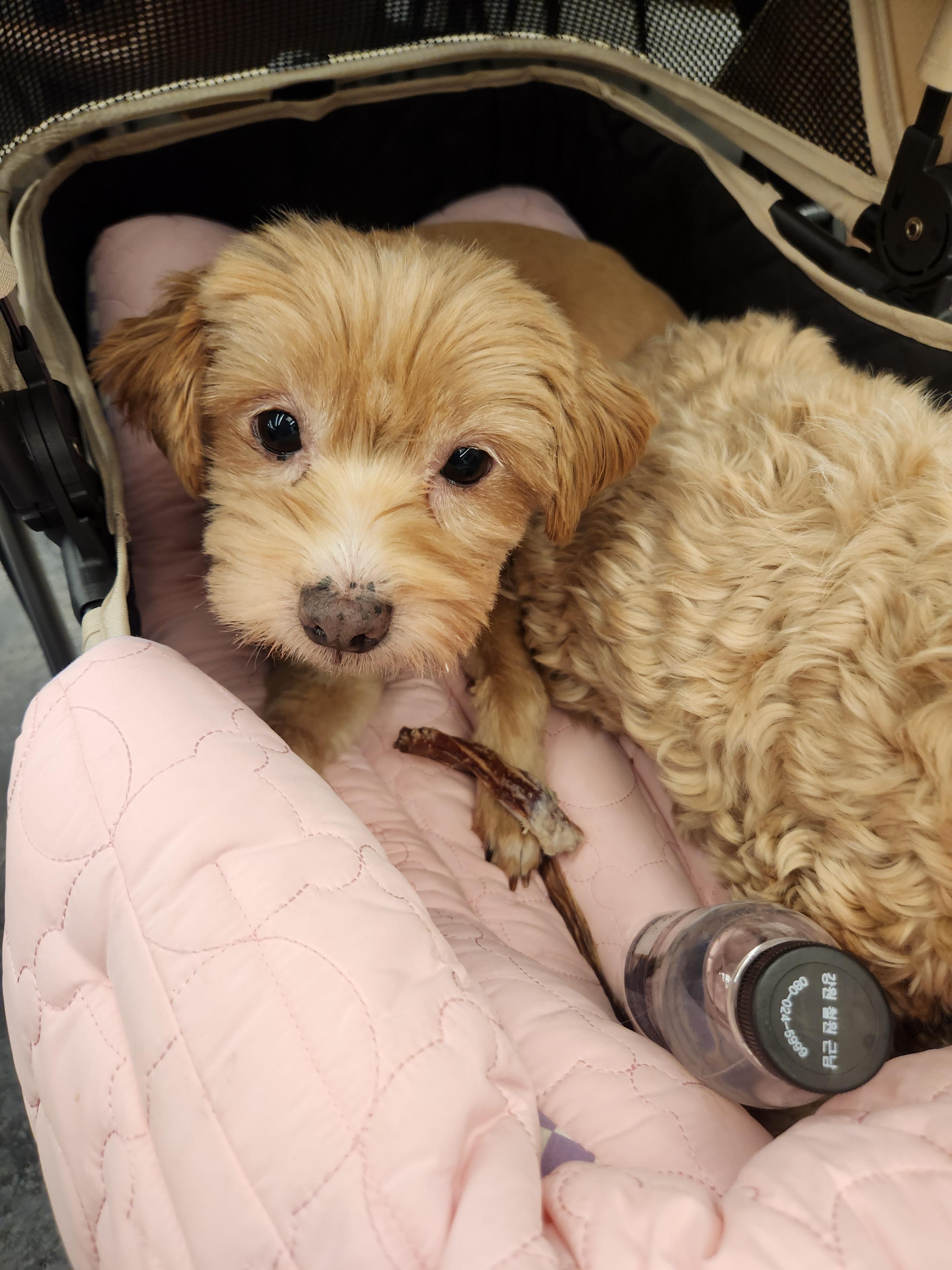 Munchkin, adopted, Adult Female Maltese.