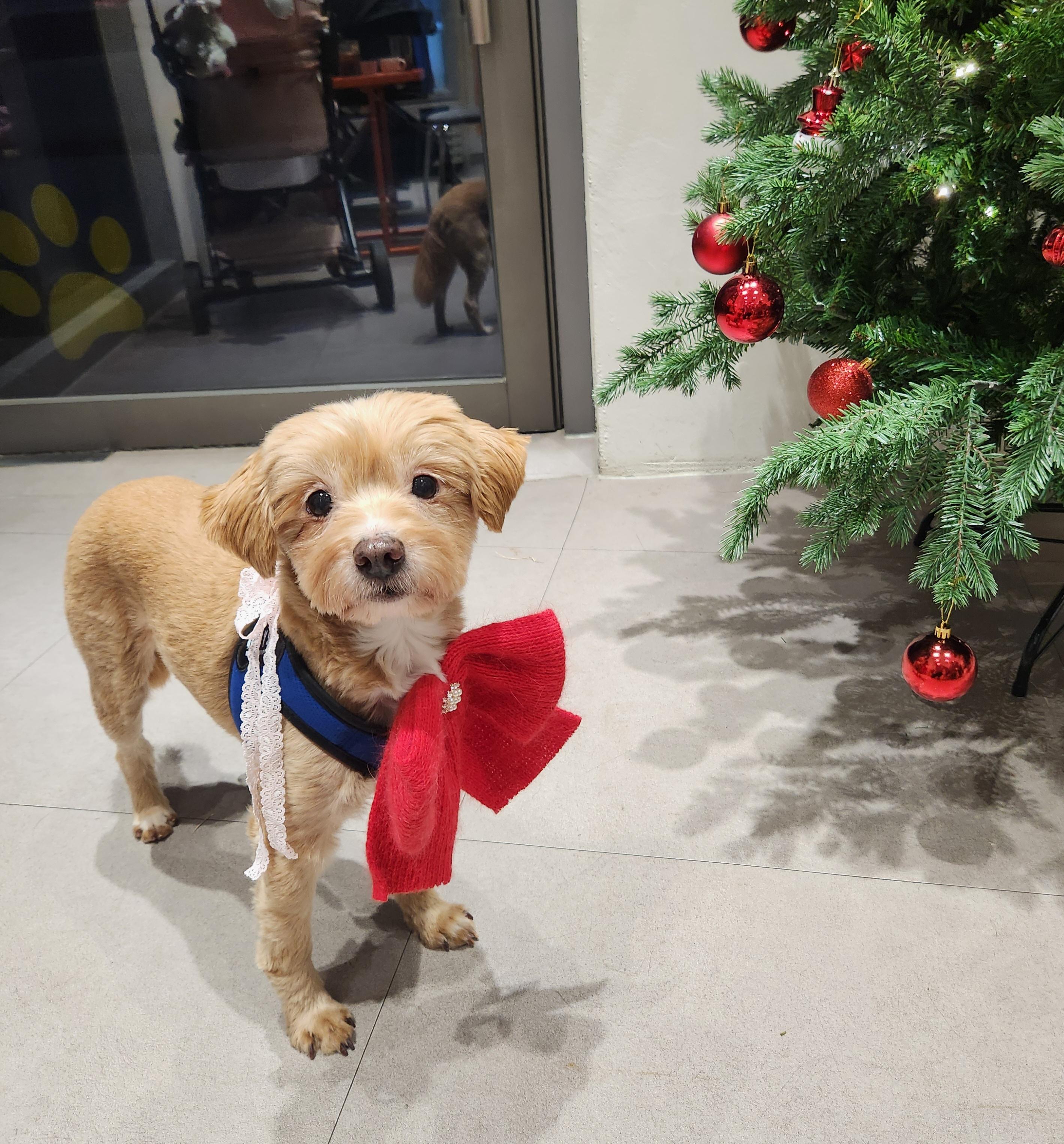 Enlarge Munchkin, an adopted mixed breed in Centreville, VA image 2/6