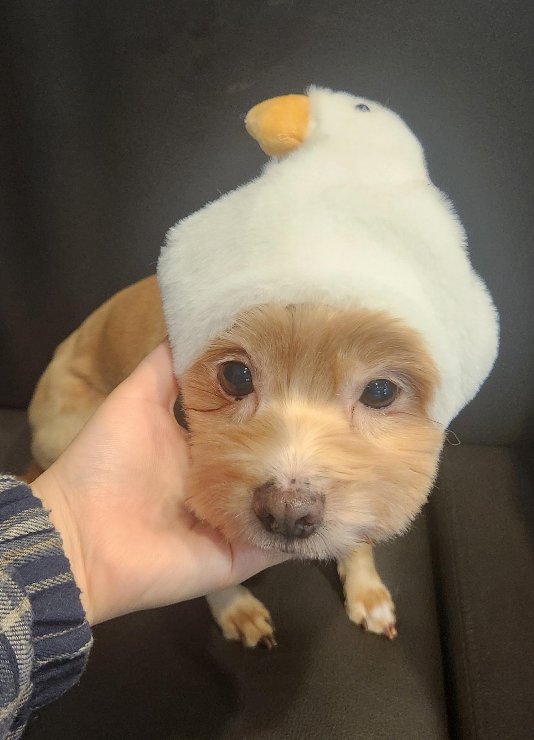 Enlarge Munchkin, an adopted mixed breed in Centreville, VA image 3/6