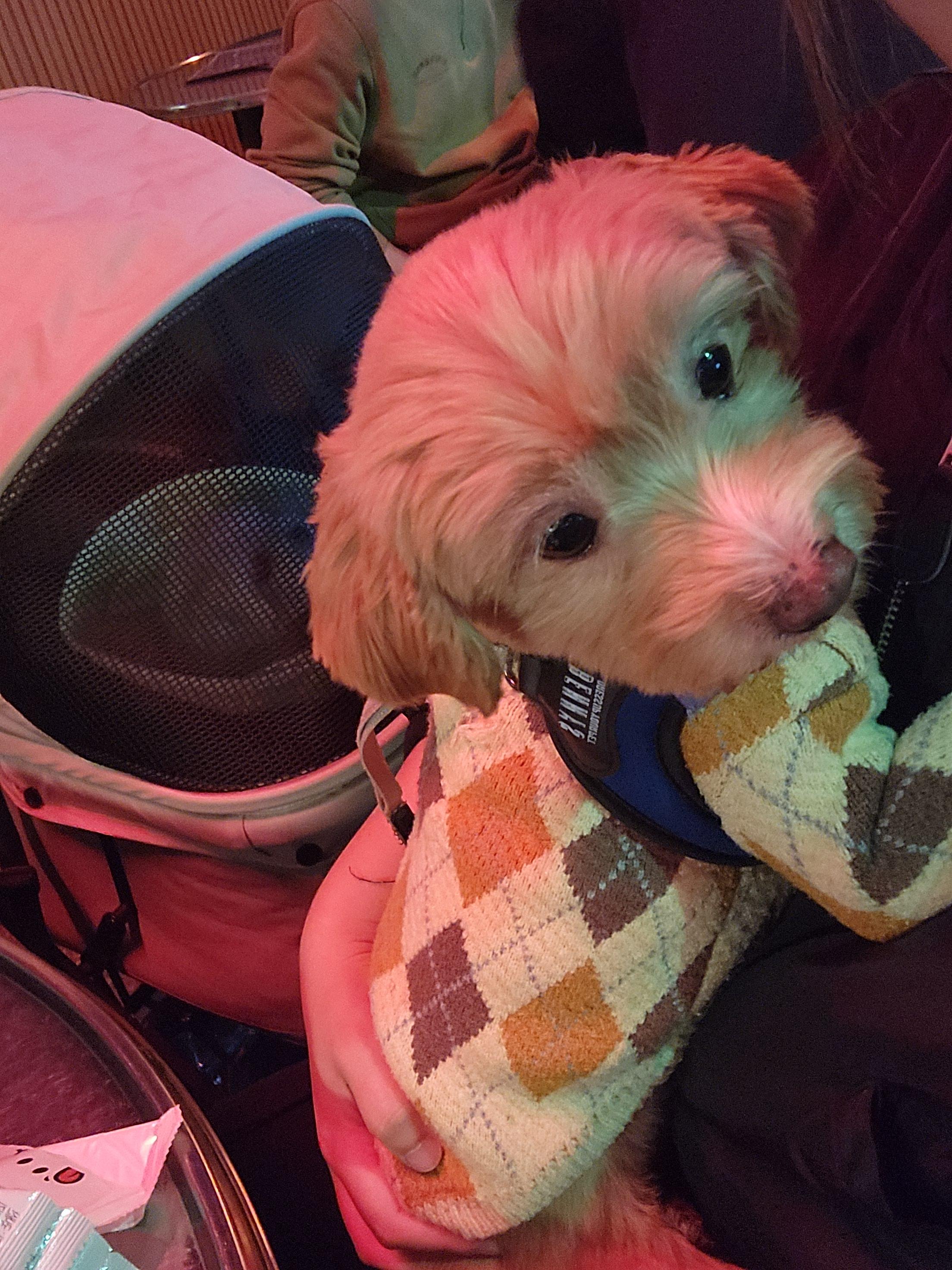 Enlarge Munchkin, an adopted mixed breed in Centreville, VA image 4/6