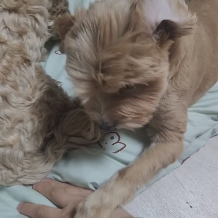 Enlarge Munchkin, an adopted mixed breed in Centreville, VA video 5/6