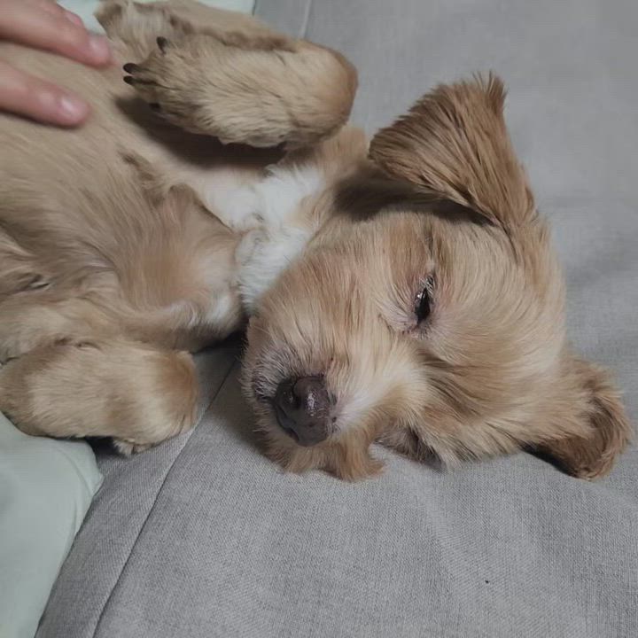 Enlarge Munchkin, an adopted mixed breed in Centreville, VA video 6/6