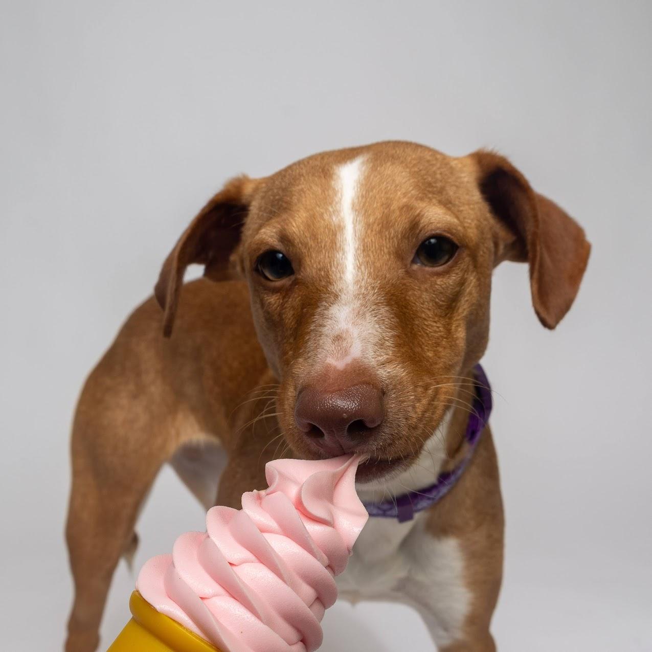 Enlarge Dot, a ADOPTABLE mixed breed in Boyne City, MI image 3/3