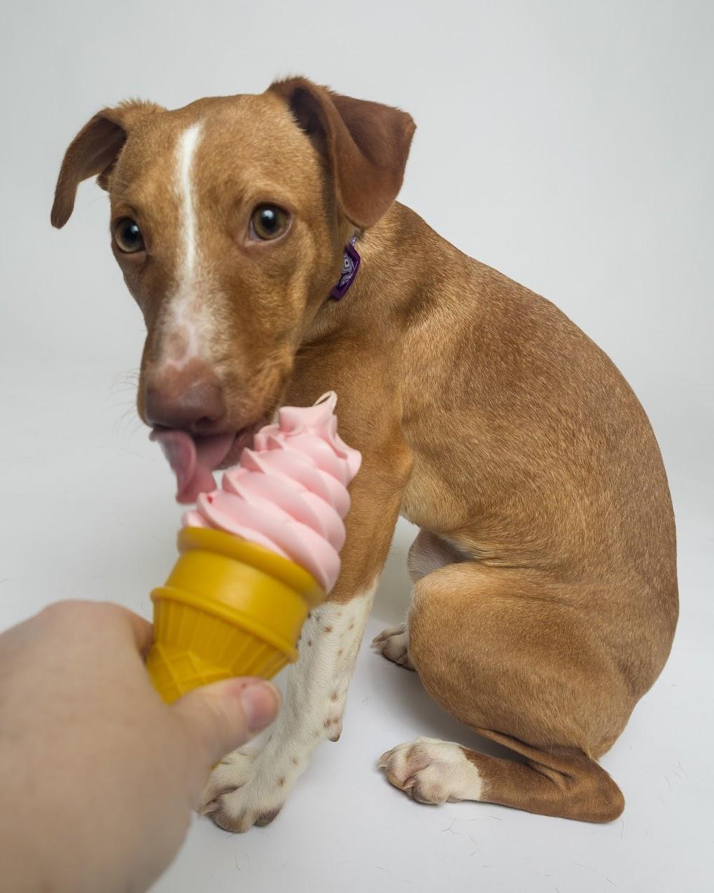 Dot, ADOPTABLE, Adult Female Rat Terrier.