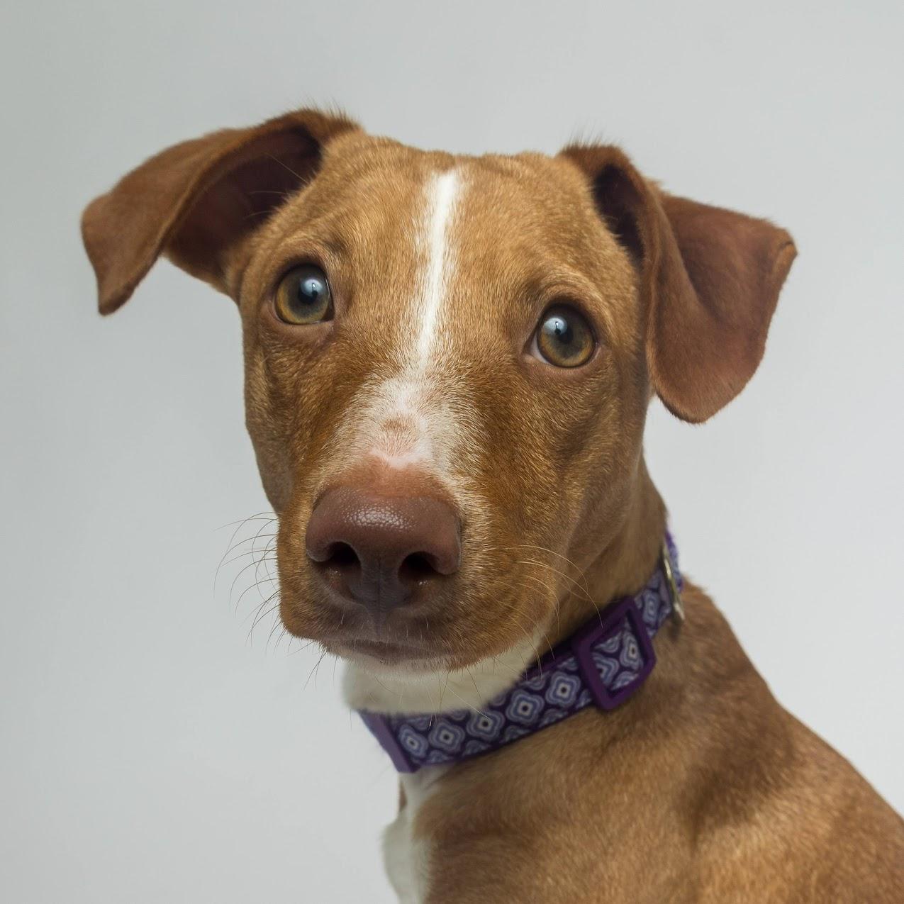 Enlarge Dot, a ADOPTABLE mixed breed in Boyne City, MI image 2/3