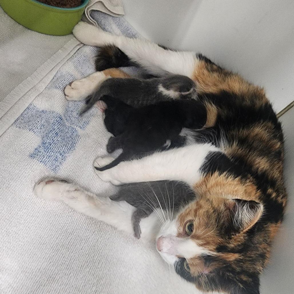 Babybel, Adoptable, Adult Female Domestic Short Hair.