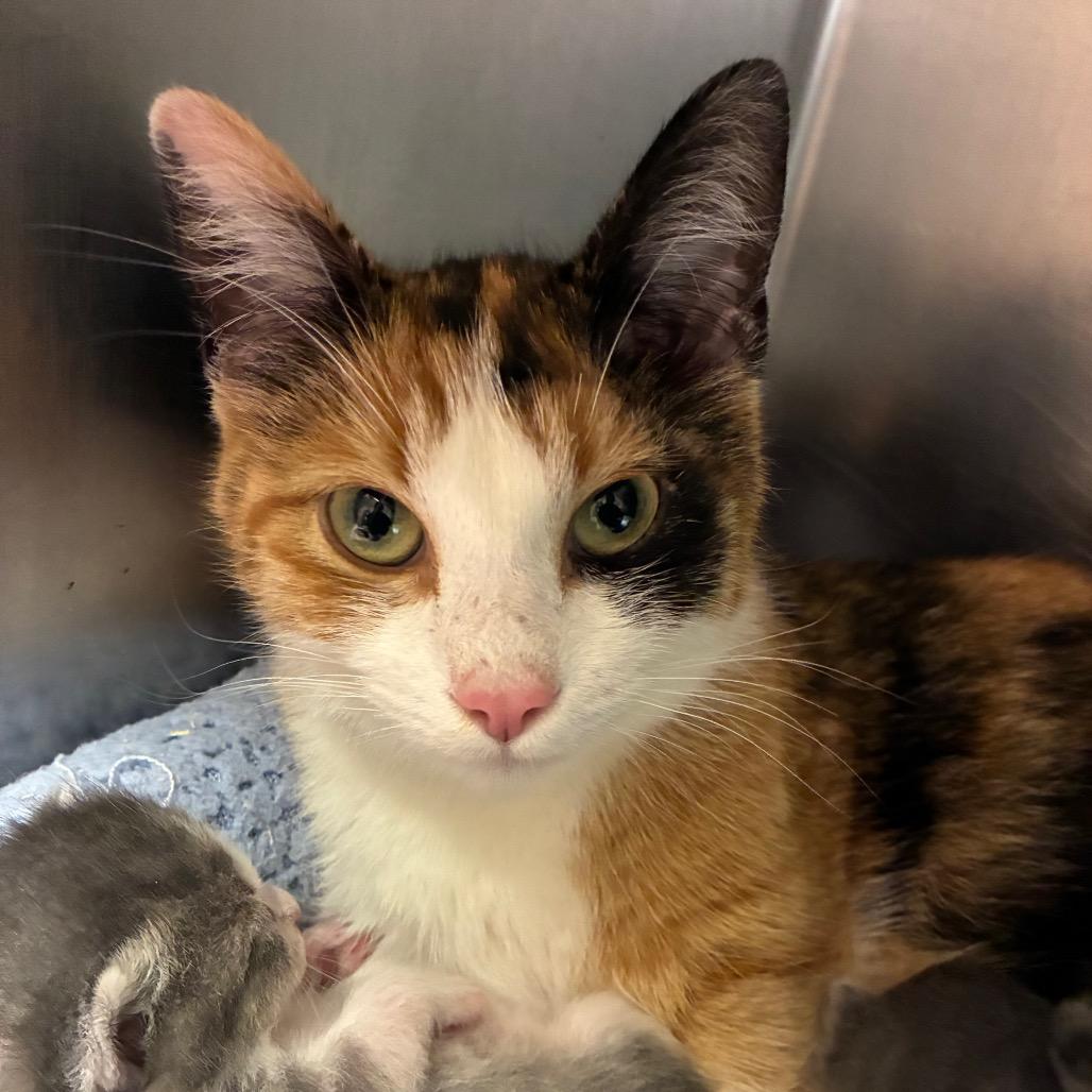 Enlarge Babybel, a Adoptable Domestic Short Hair in Hamilton, GA image 2/3