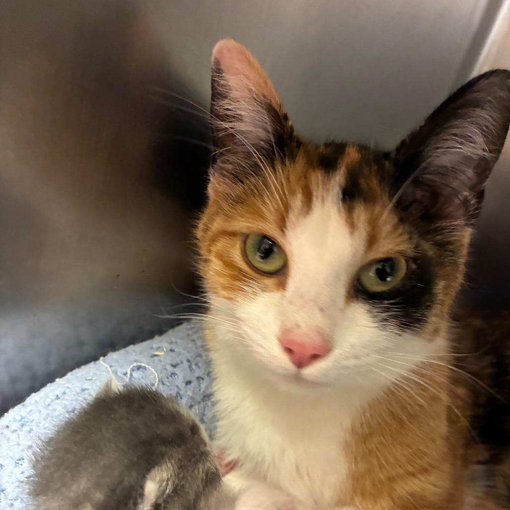 Enlarge Babybel, a Adoptable Domestic Short Hair in Hamilton, GA image 3/3