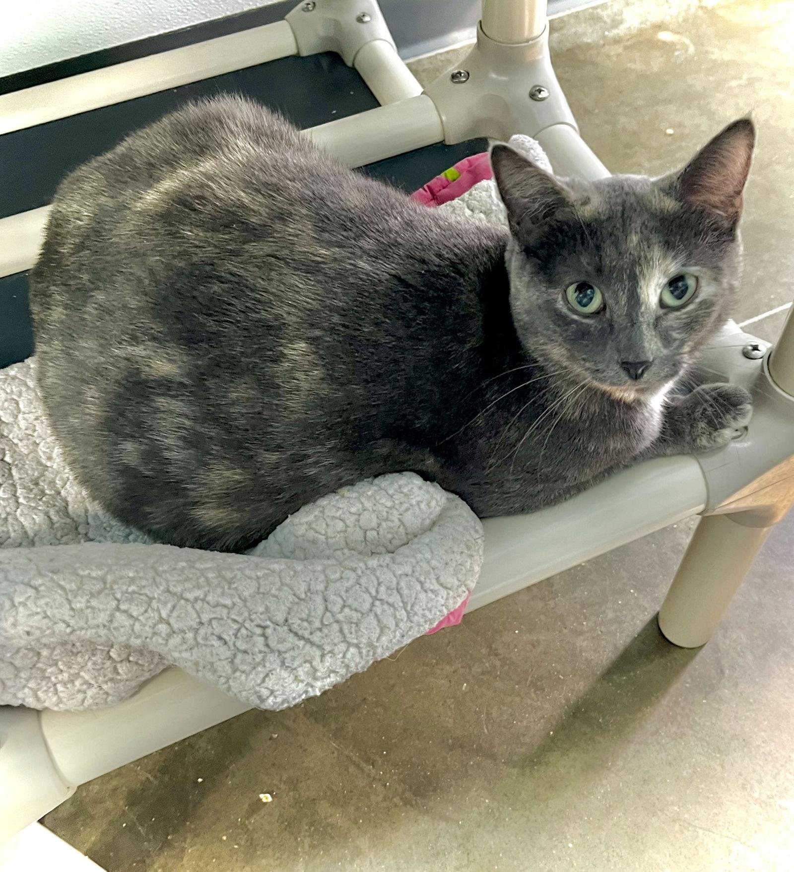 Suede — thumbnail 2